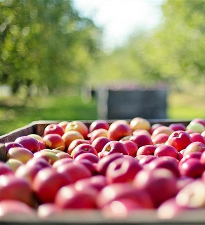 Cuneo, rinnovo dei contratti per i comparti confezionamento e ortofrutta