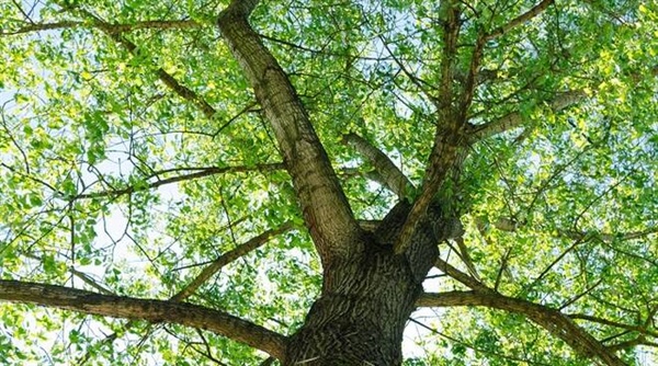 Nova Coop e La stampa donano 43 alberi al parco di Piazza d’Armi